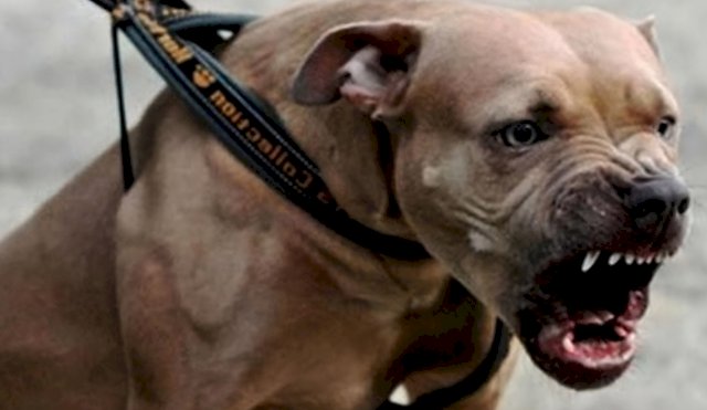 PITBULL ATAQUE