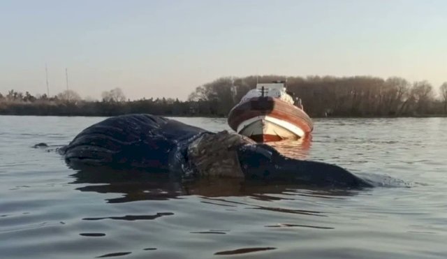 ballena12