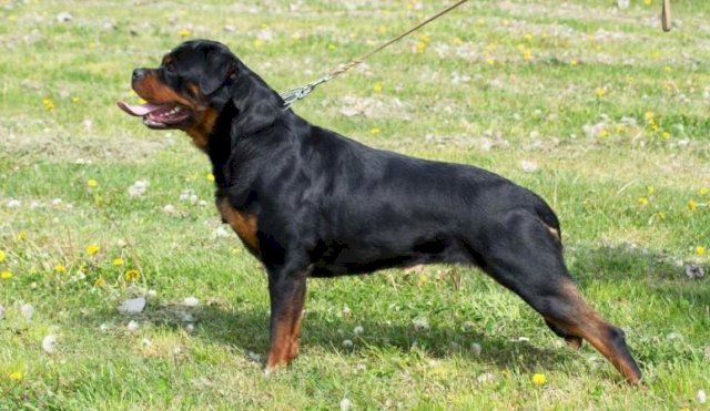 Rottweiler