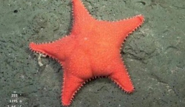 ESTRELLA CULONA 