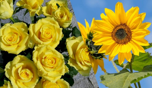 Por qué se regalan flores amarillas el 21 de septiembre