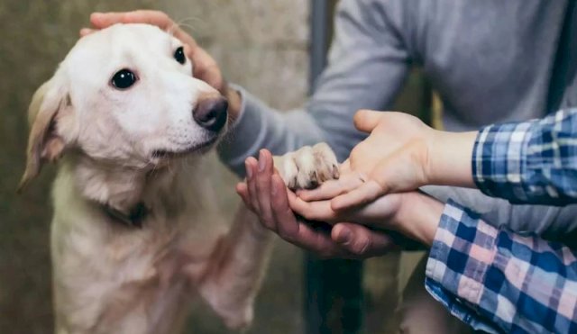 DIADELPERROADOPTADO