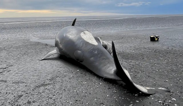 Biólogas del Conicet investigan la aparición de 26 orcas varadas en Tierra del Fuego