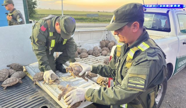 Detectaron 166 tortugas y 10 pájaros entre cebollas transportadas en un camión