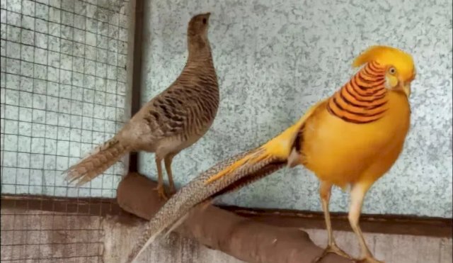 DETENIDOVENTAANIMALES