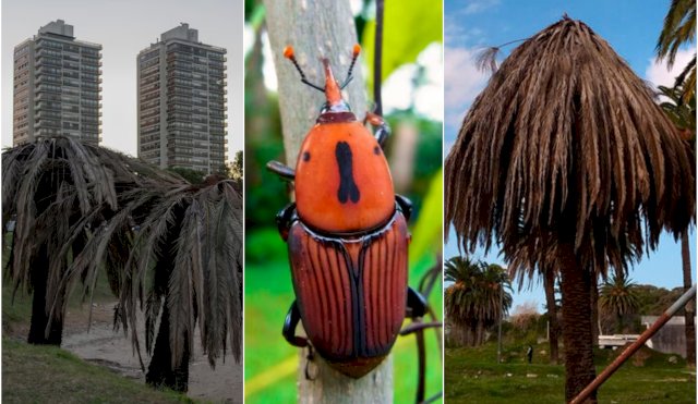 PICUDO ROJO ARGENTINA