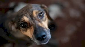perro