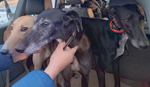 galgos