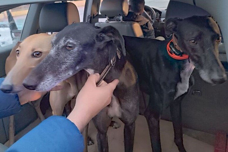 galgos