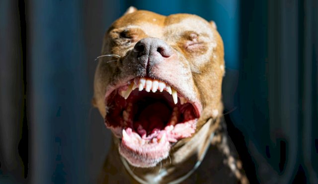 ATAQUEPERRO