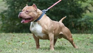 Perro