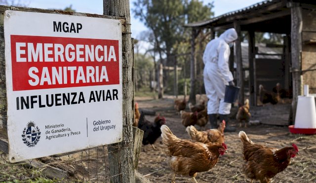 gripe aviar uruguay