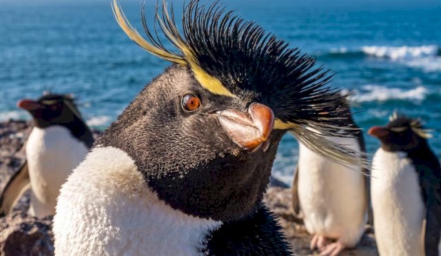 PINGUINOS MALVINAS