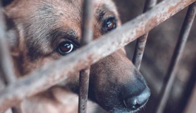PROYECTOMALTRATOANIMAL